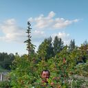 ���������� �����, ���� ������� �������, 40 ���, ������������ ��� ������, ����� � ���������