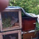 ���������� �����-���������, ���� ������� ������, 38 ���, ������������ ��� ������, ����� � ���������