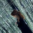 ���������� �����, ���� ������� ����, 41 ���, ������������ ��� ������, ����� � ���������