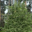 ���������� ������, ���� ������� ��������, 52 ����, ������������ ��� ������, ����� � ���������, c�������� ���������, ���������