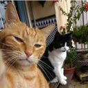 ���������� �����������, ���� ������� ������, 37 ���, ������������ ��� ������, ����� � ���������, ���������