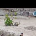 ���������� ������-��-����, ���� ������� ������, 38 ���, ������������ ��� ������, ����� � ���������