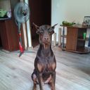  ,   Den, 44 ,  