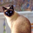 ���������� �������, ���� ������� �������, 51 ���, ������������ ��� ������, ����� � ���������, c�������� ���������, ���������