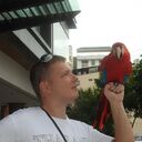 ���������� �����������, ���� ������� ����, 33 ����, ������������ ��� c�������� ���������