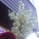 ���������� ������, ���� ������� ����, 56 ���, ������������ ��� ������, ����� � ���������