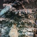 ���������� �����-���������, ���� ������� ����������, 40 ���, ������������ ��� ������, ����� � ���������, c�������� ���������