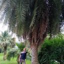 ���������� ����, ���� ������� ������, 45 ���, ������������ ��� ������, ����� � ���������, c�������� ���������, ���������