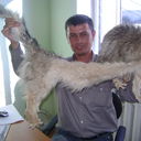  ,   Shava, 48 ,  