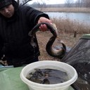 ���������� ������ ���, ���� ������� ������, 41 ���, ������������ ��� ������, ����� � ���������, c�������� ���������