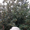 ���������� ��������, ���� ������� �������, 46 ���, ������������ ��� ������, ����� � ���������, c�������� ���������