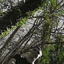 ���������� ������, ���� ������� �����, 33 ����, ������������ ��� ������, ����� � ���������, c�������� ���������, ���������