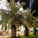 ���������� ���������, ���� ������� Fezli, 44 ����, ������������ ��� ������, ����� � ���������