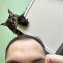 ���������� �����, ���� ������� ���������, 31 ���, ������������ ��� ������, ����� � ���������, c�������� ���������