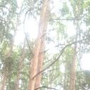 ���������� ���������, ���� ������� ��������, 46 ���, ������������ ��� ������, ����� � ���������