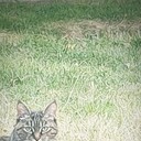 ���������� ������, ���� ������� ���, 37 ���, ������������ ��� ������, ����� � ���������, c�������� ���������, ���������