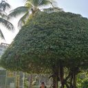 ���������� ������, ���� ������� ������, 60 ���, ������������ ��� ������, ����� � ���������