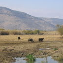 ���������� ����, ���� ������� �����, 39 ���, ������������ 