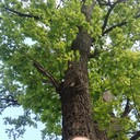 ���������� �������, ���� ������� ����, 35 ���, ������������ ��� ������, ����� � ���������, c�������� ���������