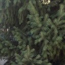 ���������� ������, ���� ������� ������, 37 ���, ������������ ��� ������, ����� � ���������, c�������� ���������