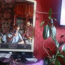 ���������� �������, ���� ������� ����, 43 ����, ������������ ��� c�������� ���������