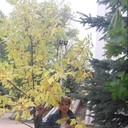 ���������� ������, ���� ������� �����, 51 ���, ������������ ��� ������, ����� � ���������, c�������� ���������