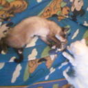 ���������� ������, ���� ������� ����, 58 ���, ������������ ��� ����� � ���������, c�������� ���������