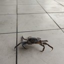 ���������� �������, ���� ������� �����, 42 ����, ������������ ��� ����� � ���������, c�������� ���������