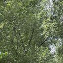 ���������� �������, ���� ����� ���, 20 ���, ������������ ��� ������, ����� � ���������