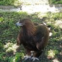 ���������� ����������, ���� ������� TelegTresLex, 33 ����, ������������ ��� ������, ����� � ���������, c�������� ���������, ���������