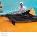 ,   Roman, 44 ,   ,   , c , 