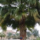 ���������� ������, ���� ������� Erjan, 50 ���, ������������ ��� ������, ����� � ���������, c�������� ���������