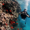 ���������� ������-���, ���� ������� �������, 36 ���, ������������ ��� ������, ����� � ���������, c�������� ���������