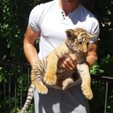 ���������� ������, ���� ������� Viktor, 27 ���, ������������ ��� ������, ����� � ���������