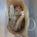 ���������� ����, ���� ������� Mak�, 27 ���, ������������ ��� ������, ����� � ���������, c�������� ���������