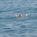  ,   Cidor, 62 ,   ,   , c 