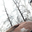 ���������� ������, ���� ������� ���, 27 ���, ������������ ��� ������, ����� � ���������