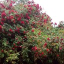 ���������� ���������, ���� ������� Aram, 45 ���, ������������ ��� ������, ����� � ���������, c�������� ���������