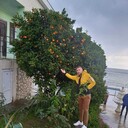 ���������� �����������, ���� ������� ������, 38 ���, ������������ ��� ������, ����� � ���������, c�������� ���������, ���������