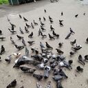 ���������� ������, ���� ������� ���, 38 ���, ������������ ��� ������, ����� � ���������