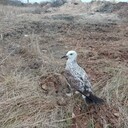 ���������� ���������, ���� ������� ������, 41 ���, ������������ ��� ������, ����� � ���������, c�������� ���������, ���������