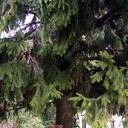 ���������� �����-���������, ���� ������� �����, 51 ���, ������������ ��� ������, ����� � ���������, c�������� ���������