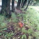 ���������� ������, ���� ������� �����, 49 ���, ������������ ��� ������, ����� � ���������