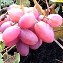  ,   , 72 ,   c 