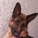 ���������� �������, ���� ������� ������, 36 ���, ������������ ��� ������, ����� � ���������, c�������� ���������, ���������