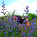 ���������� ������, ���� ������� �����, 40 ���, ������������ ��� ������, ����� � ���������, c�������� ���������