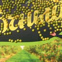 ���������� �����, ���� ������� �����, 43 ����, ������������ ��� ������, ����� � ���������, c�������� ���������