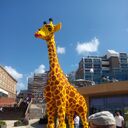 ���������� ����, ���� ������� SASHA, 43 ����, ������������ ��� c�������� ���������