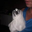 ���������� ������������, ���� ������� �������, 44 ����, ������������ ��� ������, ����� � ���������, c�������� ���������, ���������