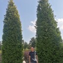 ���������� ����-���, ���� ������� ����������, 38 ���, ������������ ��� c�������� ���������